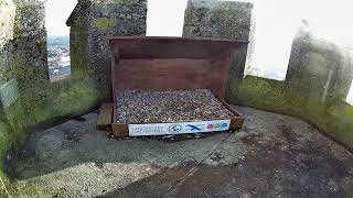 Chichester Cathedral 1 Peregrine Nest🌙200324 [upl. by Ranita]