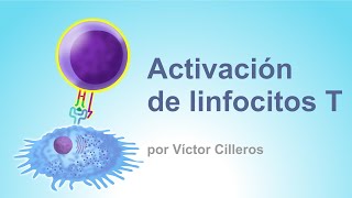 Activación de linfocitos T [upl. by Adelpho]