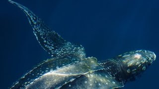 Worlds Largest Sea Turtle Leatherback turtle [upl. by Aseen49]