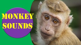 Monkey Sounds  Monkey Sound Effect  Animal Sounds [upl. by Ydurt]