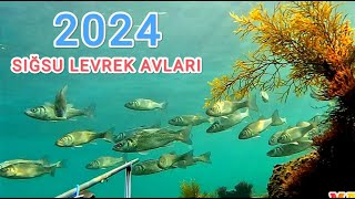 1 Metre Sığ Suda Trofe Levrek Avlarıspearfishing levrek [upl. by Ienttirb428]