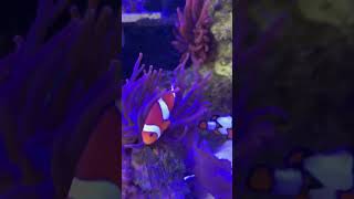 Wait for it… foryou aquarium fish amazing [upl. by Odin]