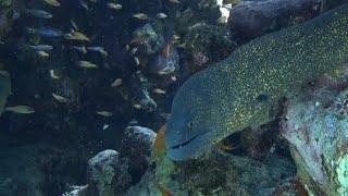 Eilatgolden Moray [upl. by Yelich]