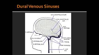 Dural Venous Sinuses  Anatomy [upl. by Asile]