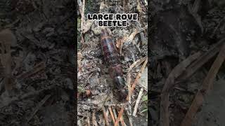 Large Rove Beetle shorts [upl. by Pinsky]