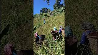 Jhum keti Shifting Cultivation  Daan  Paddy [upl. by Jermayne]