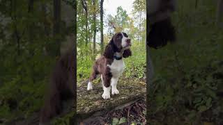 Springer Spaniel Out On A Big Adventure springerspaniel spaniel dogtraining [upl. by Akinom]