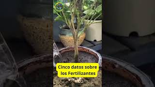 Consejos para el Cultivo de Flores en Casa Fertilizantes Caseros Efectivos [upl. by Ynneg]