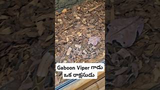 ఈ పాము గాడి పేరు Gaboon Viper highly venomous dangerous African snake USA telugu vlogs [upl. by Marcell]