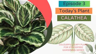 All you need to know about Calathea Prayer Plant Care  How to successfully care for Calathea [upl. by Aynek780]