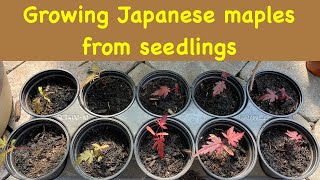 Growing Japanese Maples from seedlings [upl. by Andrews]