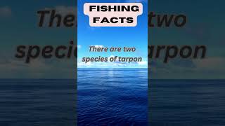 Fun Fishing Facts Tarpon species nature [upl. by Daune]