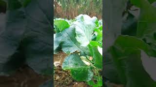 cauliflower farming shortvideo farming vlog agriculture [upl. by Imotas]