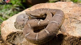 Arizona Ridgenose Rattlesnake [upl. by Melc438]