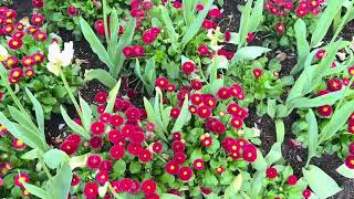 Bowral වල දවසක්  Tulip garden  Alexandria reserve  Katoomba Lookout [upl. by Egroeg]