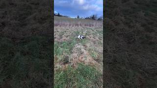 Springer Spaniel puppy hunting 🤙🏻 Gundog Training dogtraining hunting [upl. by Macmahon]