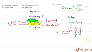 Tyloses are found in  11  ANATOMY OF FLOWERING PLANTS  BIOLOGY  ERRORLESS  Doubtnut [upl. by Sale631]