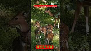 Wildlife  Deers 🦌 🦌 sounding alarm siren 🚨🚨  its time to run wildlife animals deer [upl. by Botnick68]