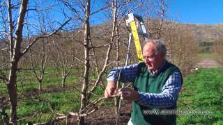 How to prune peach amp nectarine trees [upl. by Ratcliffe]