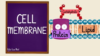 Cell Membrane  Plasma Membrane  Lipid Bilayer  Fluid Mosaic Model  Cell Biology [upl. by Mosra]