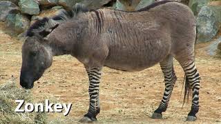 Zonkey Sounds ZebraDonkey Hybrid [upl. by Mufinella702]