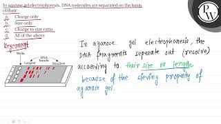 In agarose gel electrophoresis DNA molecules are separated on the [upl. by Alley]