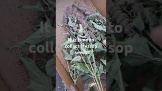 It is time to collect Hyssop seeds September 5 2024 [upl. by Neveda]