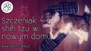 Szczeniak shih tzu w nowym domu [upl. by Esalb]