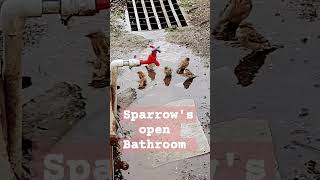 Sparrows Open Bathe sparrow animals birds birdwatching nature [upl. by Ydisac]