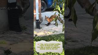 Fox vs Squirrel A Battle Between Hunger and Friendshipfunny animals [upl. by Arac]