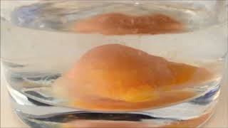 cavitation machine egg yolk experiment [upl. by Joletta]