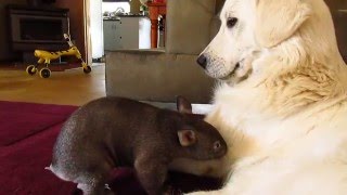 Wombat joey Yhi with guardian dog Stella at Sleepy Burrows Wombat Sanctuary [upl. by Ydne]