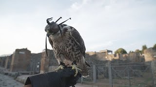 La lotta ai piccioni di Pompei così dieci rapaci proteggono il parco archeologico [upl. by Patrizio]