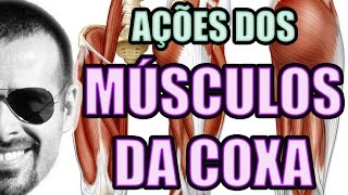 Vídeo Aula 122  Anatomia Humana  Sistema Muscular  Músculos da Coxa Quadríceps e Isquiotibiais [upl. by Ahsaeym]