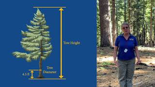 Using a clinometer to measure tree height [upl. by Ecyt]