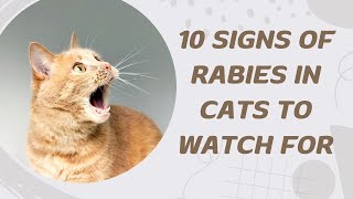 10 Signs Of Rabies In Cats To Watch For [upl. by Cirdec]