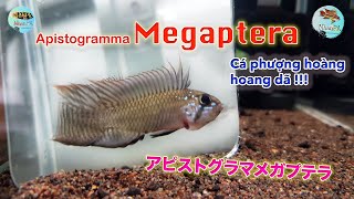 Apistogramma Megaptera  Cá phượng hoàng hoang dã [upl. by Ahsilrak]