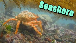 Foraging At Low Tide For Crab Lobster Sea Anemones Starfish  Last Forage Of 2024 For Abalone [upl. by Simonne500]