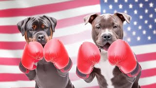 Pitbull vs Rottweiler Comparison  Rottweiler vs Pitbull 2024 [upl. by Aznarepse]