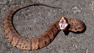 21 Striking Facts About Cottonmouth Snakes [upl. by Aseela]