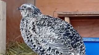 Quail Call Sound 💙 Stunning Coturnix MALE QUAIL Singing 💙 quailsound quail quailsounds quailbird [upl. by Winterbottom]