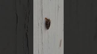 bagworm 🪱 bagworm worm worms bagworms bug bugs nature canada saskatchewan insect insects [upl. by Jena385]