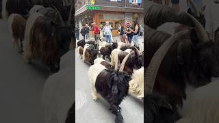 The Adorable Zermatt Goat Parade A MustSee in Switzerland 🇨🇭 [upl. by Politi641]