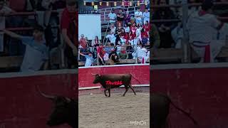 musica cover toros losmejores100torosriogrande bull toro tradiciones [upl. by Brigida]