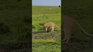 Only in masai mara l wildanimals masaimara lionhunting wildlife [upl. by Suryc]