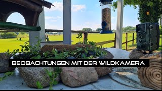 Vogelbeobachtung mit der Wildkamera Denver WCM8010 [upl. by Kristien162]