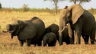 Tanzania Tarangire National Park  Wonderful Elefant Sanctuary [upl. by Loraine373]