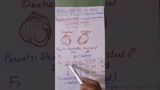 Genetics Shell coiling in snail Lymnaea peregra Cytoplasmic inheritance delayed inheritance [upl. by Quentin]