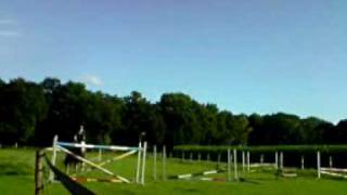 Tinker  Gypsy Horse  Cob Bonny jumps 135m she is 140m [upl. by Pedaiah]