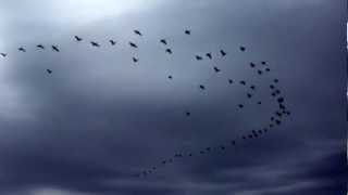 Cormorant Flock Flying [upl. by Jamie]